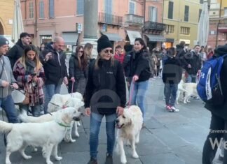 Ritrovo spontaneo in piazza del Popolo di Golden Retriever con i loro proprietari…
