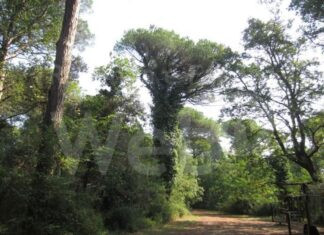 Pinete a Cervia: messa in sicurezza delle fasce frangi fuoco