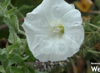 Nuove ciclopedonali nei lidi e nuovi percorsi nelle zone naturalistiche