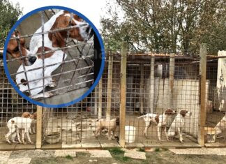 Sequestrati dieci cani da caccia pelle e ossa. Il detentore è stato denunciato per maltrattamento di animali