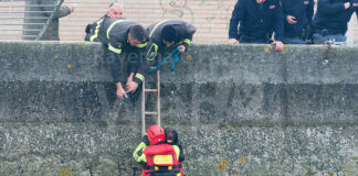 Cane cade nel Candiano salvato dai Vigili del Fuoco