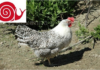 Il pollo romagnolo diventa Slow Food