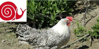 Il pollo romagnolo diventa Slow Food