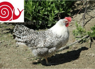Il pollo romagnolo diventa Slow Food