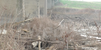 7 mesi dopo l’alluvione Conselice vive ancora nella paura fra “sciacalli”, tane negli argini e tronchi nei fiumi