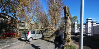 Albero si spezza in via delle Industrie e cade addosso ad un’auto in transito