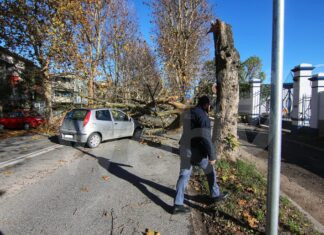 Albero si spezza in via delle Industrie e cade addosso ad un’auto in transito