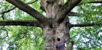 Alberi monumentali, al via la discussione sulla nuova legge