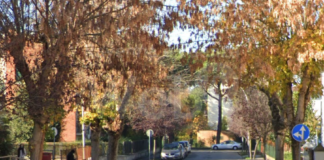 Alberi da verificare: chiuse alcune strade