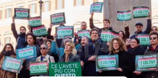 +Europa: “Cannabis, meglio legale. Contro lo sballo e le mafie”