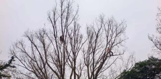 Podere Pantaleone: spettacolare intervento di potatura del pioppo monumentale