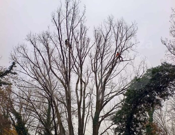 potatura pioppo Pantaleone - 2