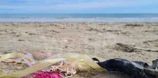 “Pulizie spiaggia d’inverno”: tre giorni per la nuova iniziativa della Rete di associazioni “Salviamo il fratino della costa ravennate e cervese”