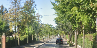 Nuovi alberi per via Canal Grande e altre zone della città