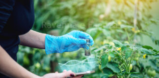 Coldiretti Ravenna: migranti e manodopera, occorre superare il “click day”