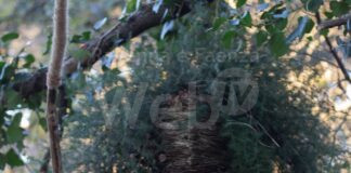 Al via il progetto “Land Art in pineta, i misteri di Mazapegul e del suo bosco”