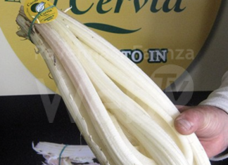 Tre corsi di cucina per imparare a valorizzare in Cardo tenuti da importanti Chef del territorio