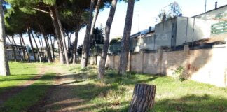 Ferrero (Fdi): “Strage di alberi a Ravenna”