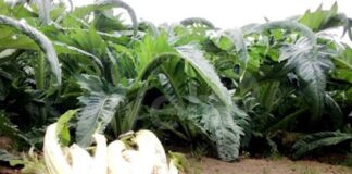 Festa del Cardo Gobbo di Cervia: Al via oggi la 7^ edizione della sagra. Ecco tutti gli eventi