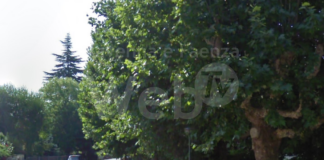 I platani di Fusignano diventano alberi monumentali