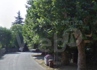 Alberi monumentali. In Emilia-Romagna 36 nuovi ingressi: ci sono anche i platani di Fusignano