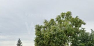 Lugo : Dopo le verifiche, interventi su nove alberi compromessi