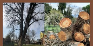 Ravenna in Comune: il bosco dei desideri e la capitozzatura quotidiana