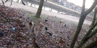 Ancisi (LpRa): Animali ospiti del parco Teodorico. Una proposta “gratuita” per nutrirli correttamente