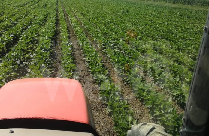 Azienda Agricola La Favorita
