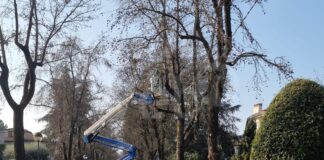 Potature straordinarie del verde pubblico a Castel Bolognese