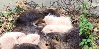 Comitato cittadino in difesa dei selvatici : Ma siamo sicuri che i fiumi si proteggano con le carabine?