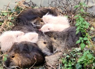 Comitato cittadino in difesa dei selvatici : Ma siamo sicuri che i fiumi si proteggano con le carabine?