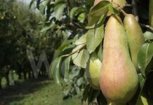 Coldiretti. UE: Voto Comenvi su Tea è vittoria agricoltori