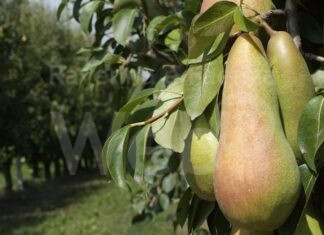 Aiuti comparto pere. Coldiretti: “Bene ulteriori risorse”