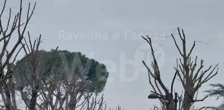 Conselice: in avvio nuovi interventi sui parchi, completati i lavori sul verde di ripristino dal fortunale