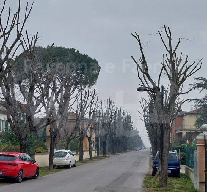 Potatura degli alberi di via Don Minzoni