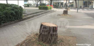 Iniziati i lavori per il Parco Marittimo a Lido di Savio: proteste per gli alberi abbattuti