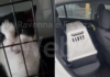 Gatto salvato da un agente della Polizia Locale