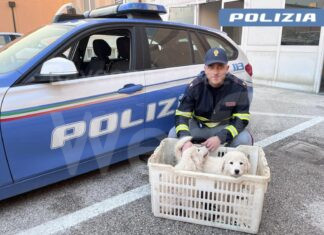 Ravenna: trasportava 3 cuccioli di cane in condizioni non consone. La Polizia Stradale denuncia conducente e proprietario
