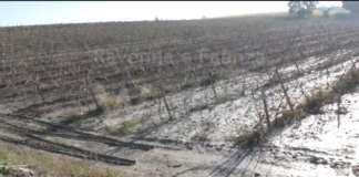 Coldiretti. Maltempo: bene il via a indennizzi per eventi catastrofali 2023