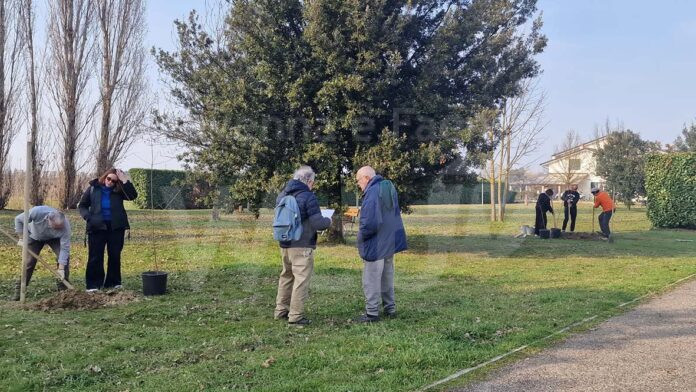 alberi parco via Senio - 2