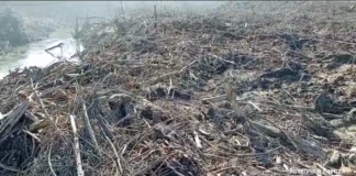Argini del Santerno ricchi di legna a Giovecca. I residenti: “Presto che è tardi”
