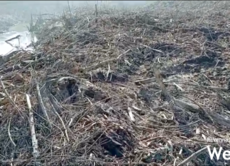 Argini del Santerno ricchi di legna a Giovecca. I residenti: “Presto che è tardi”