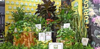 Smog, Coldiretti: Arrivano le piante mangia polveri e salva polmoni