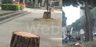 Italia Nostra: “Per fare un “Parco” serve una strage di alberi? Questo prevede a Ravenna il cosiddetto “Parco Marittimo”. Lettera sconcertata di una cittadina.”