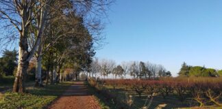 Bagnacavallo: Nuovo percorso di formazione sul verde pubblico e privato