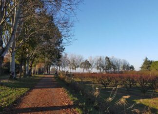 Bagnacavallo: Nuovo percorso di formazione sul verde pubblico e privato