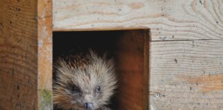 All’ARE della Villa Romana di Russi per costruire casette rifugio per ricci