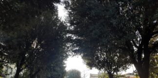 Potature e nuovi alberi, così Russi cura il suo patrimonio verde