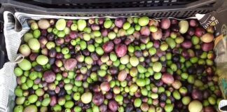 Il ricavato dell’Olio del vicinato per le aree alluvionate di Boncellino